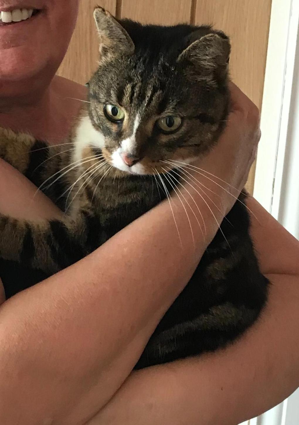 Missing cat Reunited With Owner After Seven Painful Weeks of Worry