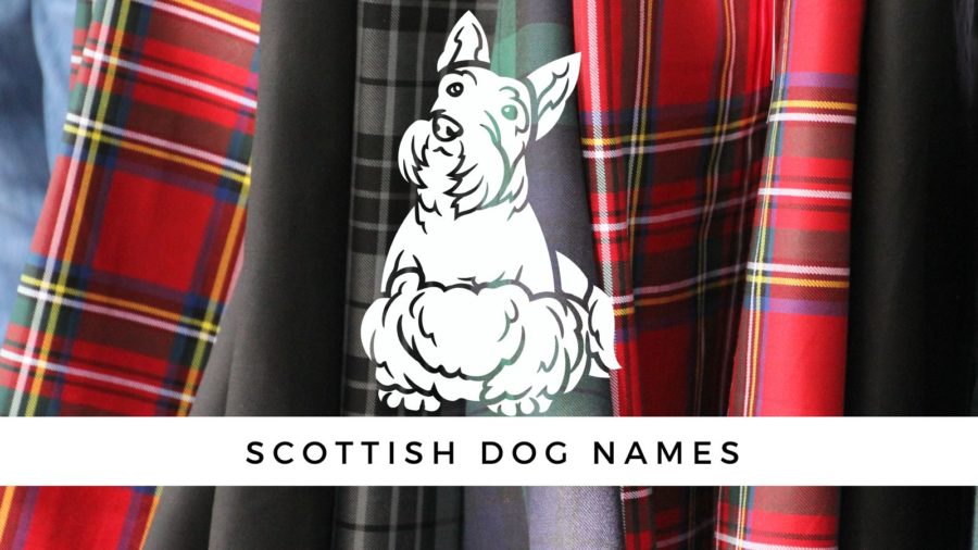 Scottish Dog Names – 500+ Names for Your Lad or Lass!