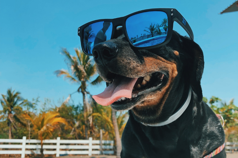 Sun protection and skin care for your dog