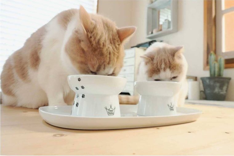 The Benefits of Raised Cat Food Bowls