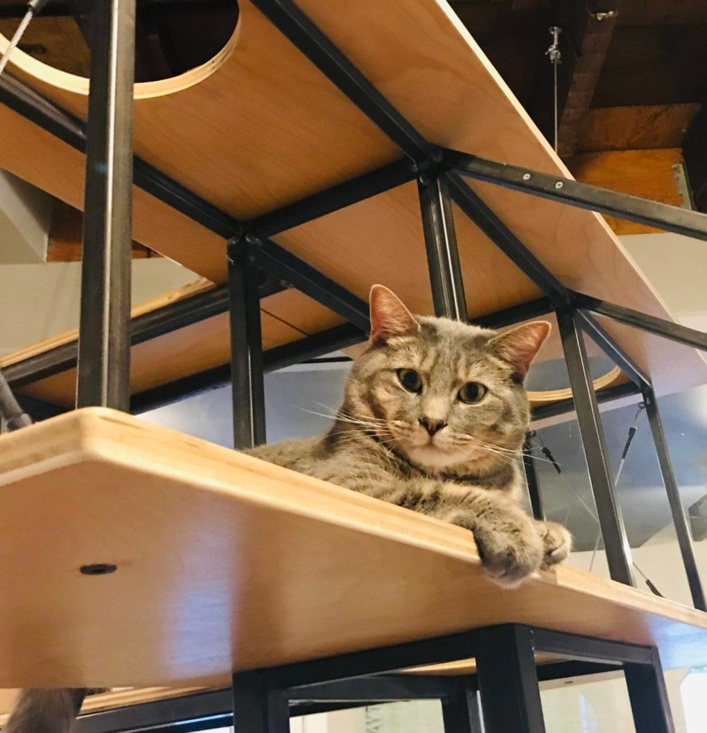 The Cat Cafes of Ohio, USA
