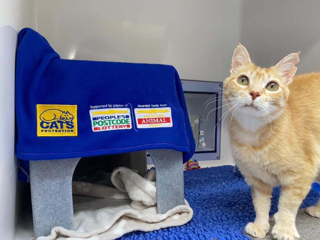 The Wonder of Marmalade: We ‘Can’t Help Falling in Love’ With This Feline Elvis ‘Im-purr-sonator’