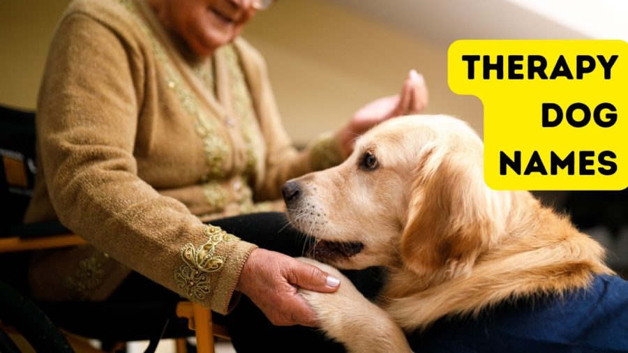 Therapy Dog Names: Names for Your Comforting Canine