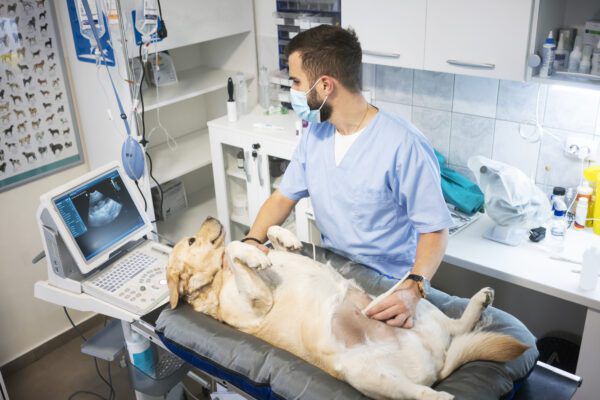 Top Signs of Pancreatitis in Dogs and What to Do Next