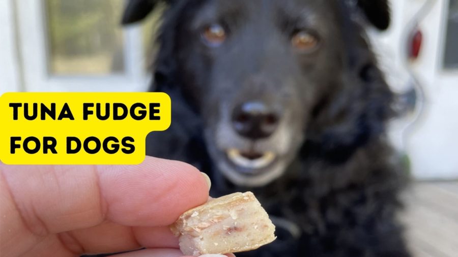 Tuna Fudge for Dogs {Your Dog Will Drool for This One!}