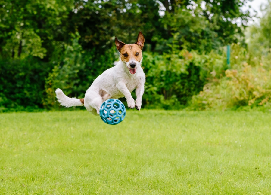 Turning your dog’s playtime into learning and bonding