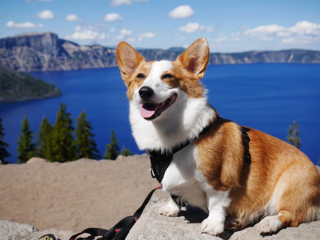 What To Bring On Your Next Summer Road Trip With Pets