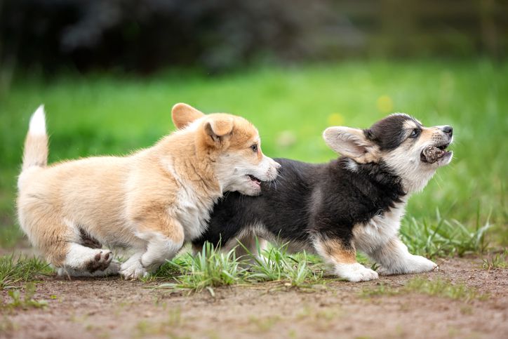Why Puppy Playtime is Important to Socialize Your Dog