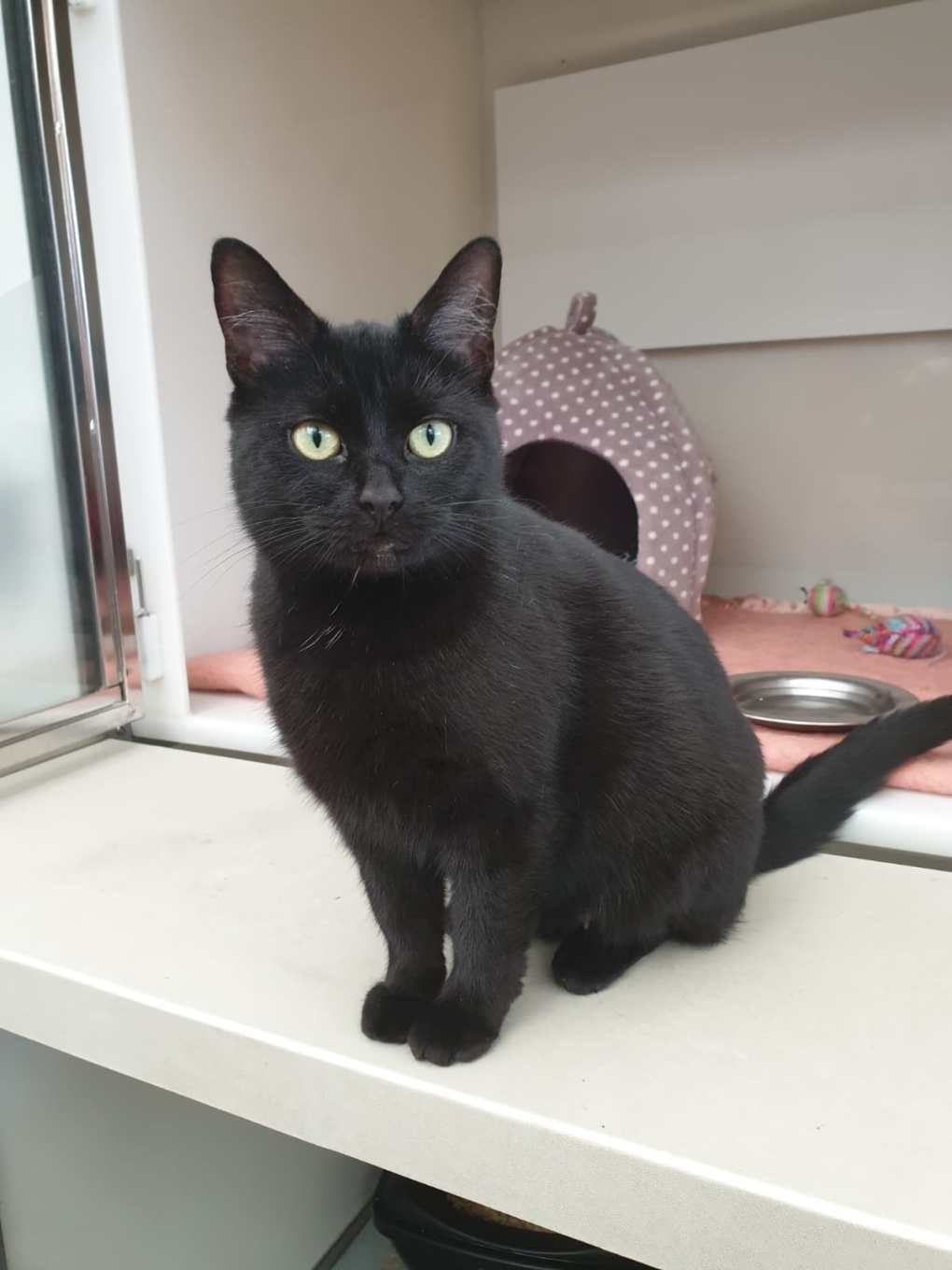 200 Days in Rescue and not a Single Call or Rehoming Enquiry for Unlucky Black Cat