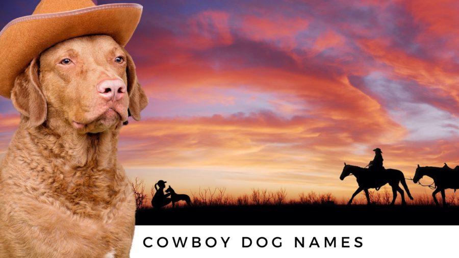 250+ Cowboy Dog Names for Your Buckaroo!