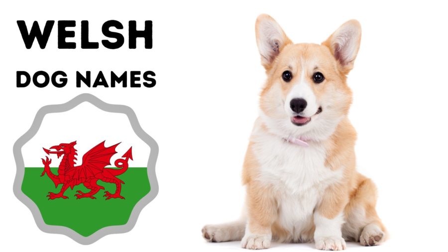 300+ Welsh Dog Names!
