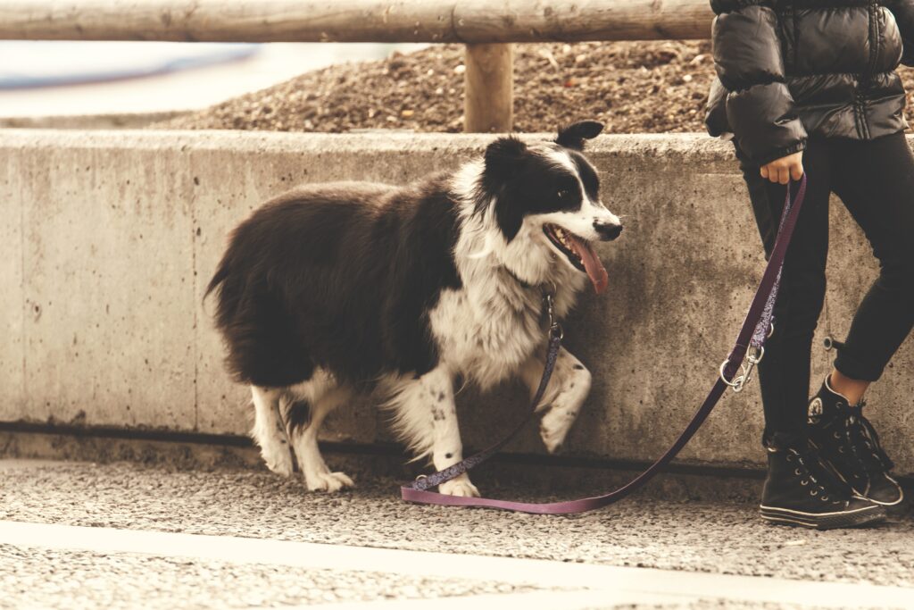 7 Benefits of Hiring a Professional Dog Walker