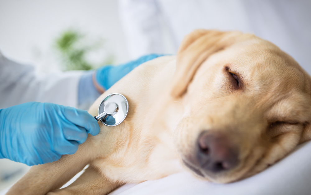 9 Sick Dog Symptoms You Should Keep An Eye On