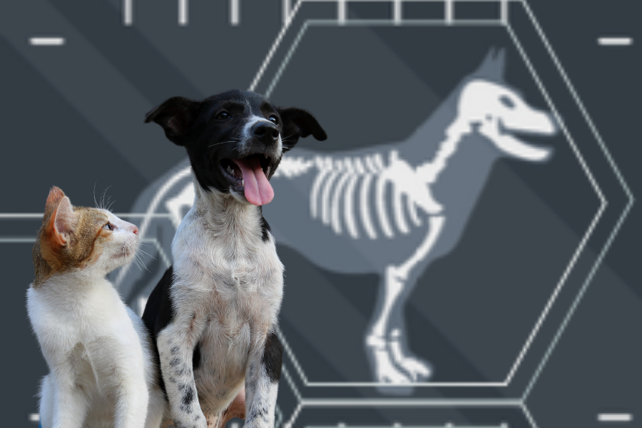 AI helps your veterinarian provide optimal care for your dog or cat