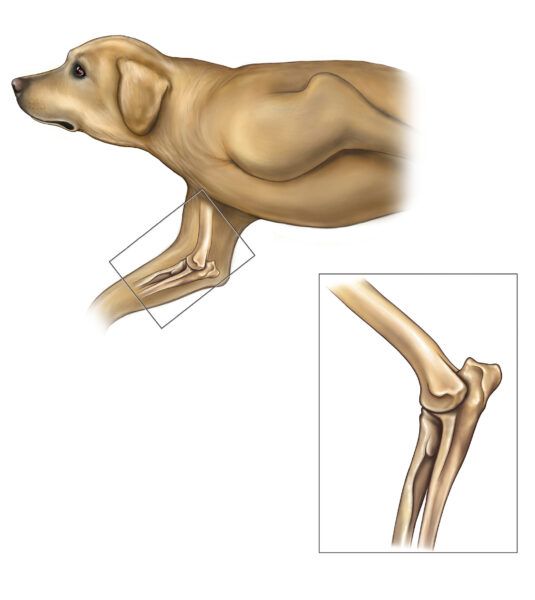 All You Need to Know about Elbow Dysplasia in Dogs