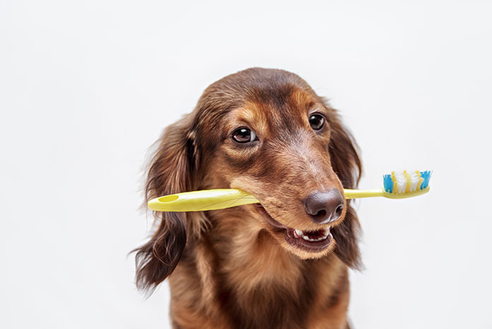 Are You Making this One Mistake with Your Pet’s Dental Care?