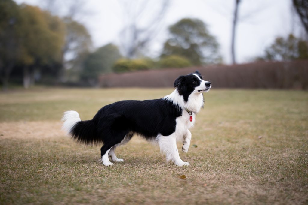 Ask Dr. Aziza: Things To Start Doing To Help Your Dog Live a Long and Happy Life