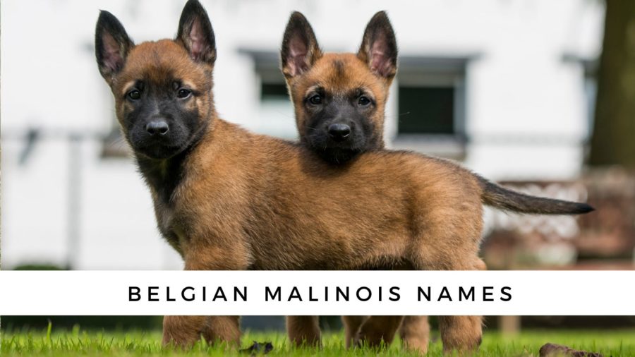 Belgian Malinois Names {Male + Female}
