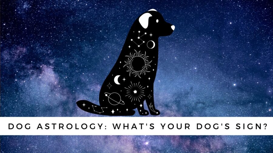 Dog Astrology: Decode your dog’s unique personality traits based on their astrological sign