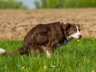 ‘Dog’s Poop is Damaging The Nature’ Scientists Say