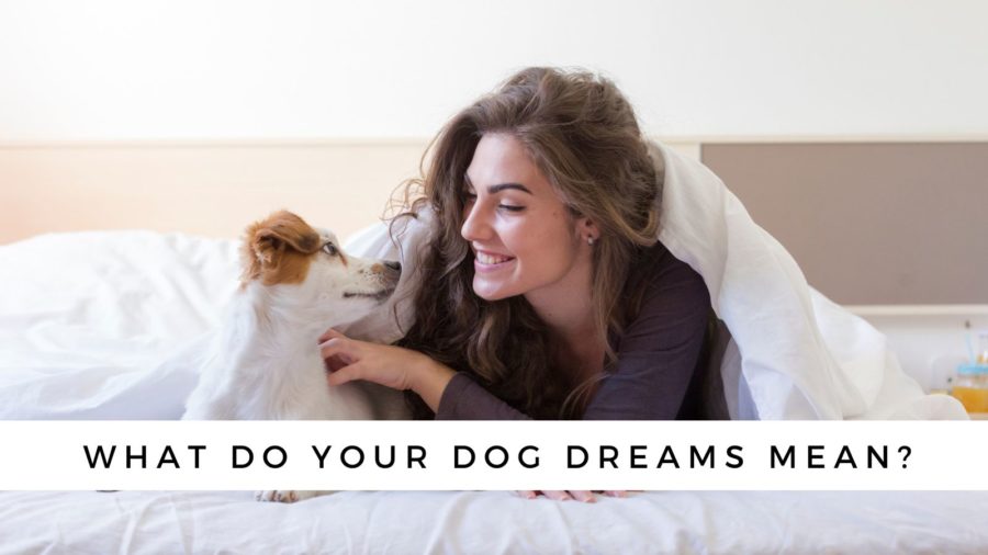 Dreaming About Dogs? Dream Interpretations for All Your Dog Dreams!