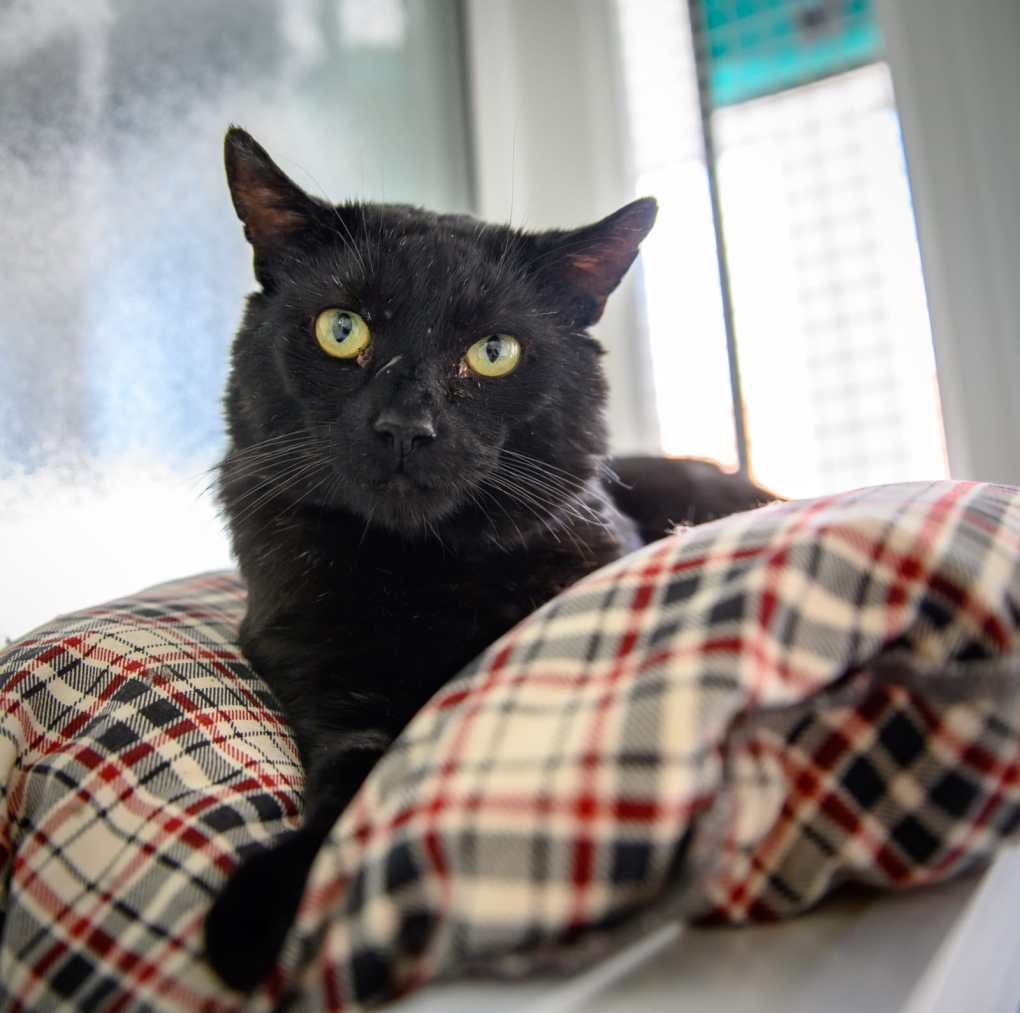 Homeless Boris is Searching for a new pad (the Feline Version That is)