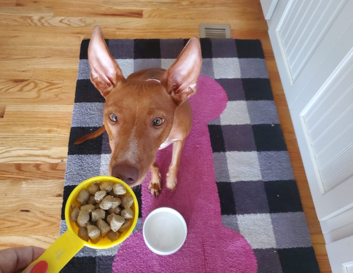 How Much Food to Feed My Dog — Based on Breed and Size