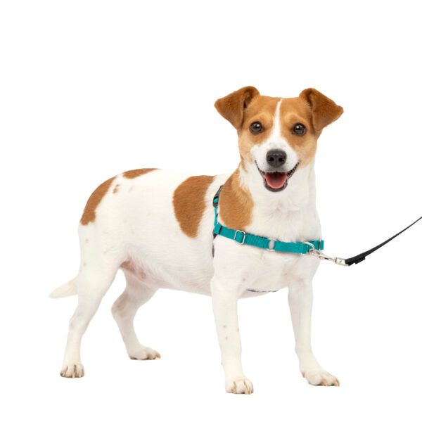 How to Choose an Easy Walk Harness