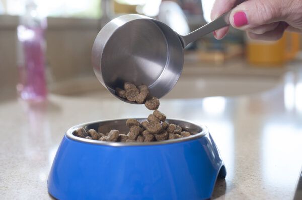 How to Transition Dog Food — Old to New