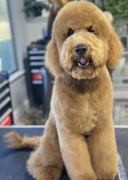 Must Know Goldendoodle Grooming Tips