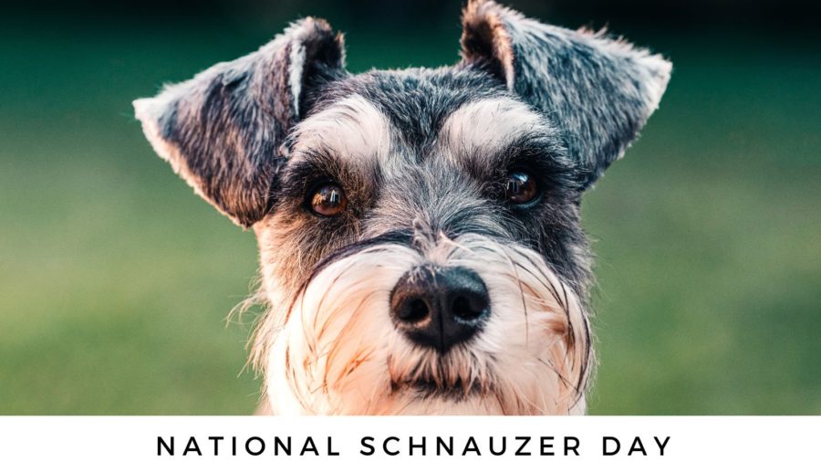 National Schnauzer Day: Bring on the Beards!