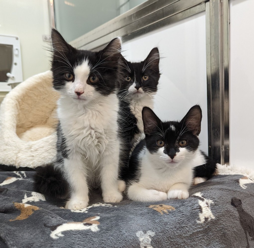 RSPCA Advice on pet Ownership After Adorable Kittens Dumped in bin in Leeds