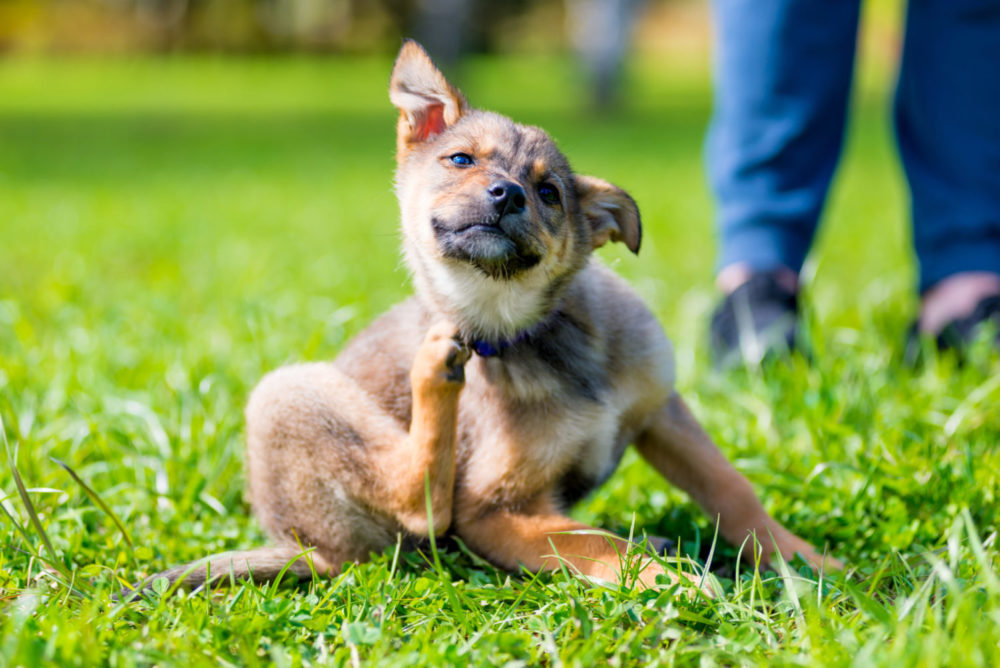 Signs your pet needs a probiotic