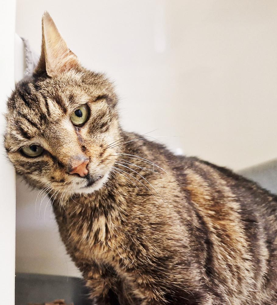 Special Rehoming Appeal for Senior ‘Kittizen’ Looking for his Retirement pad