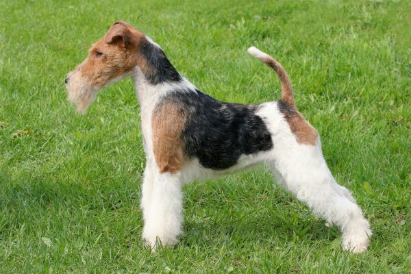 The Eager, Dynamic Wire Fox Terrier