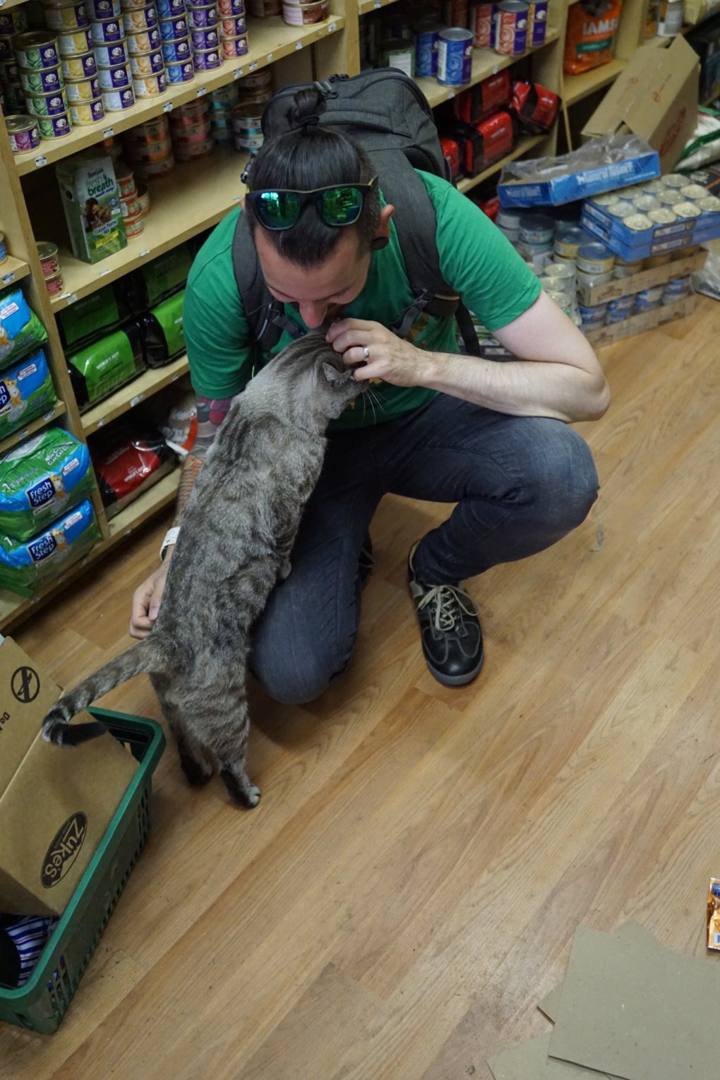 The Felines of New York: The Pet Shop Cat