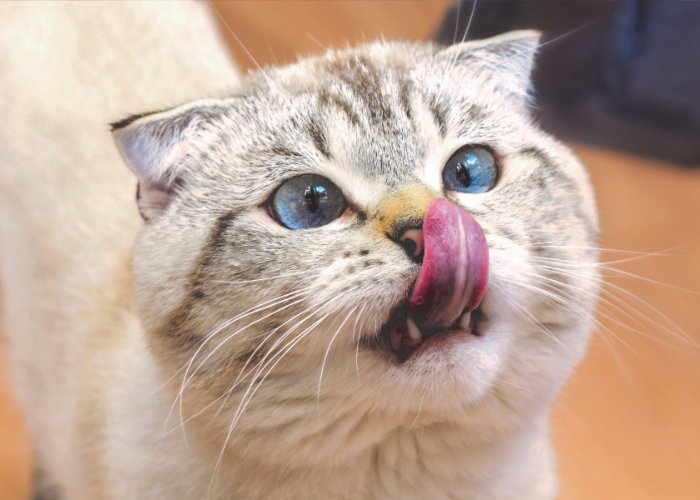 Weird Cat Behavior Explained
