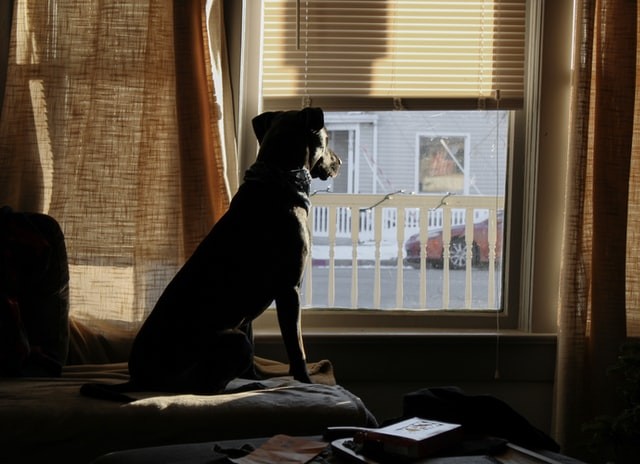 What Pet Owners Need to Know About Home buying