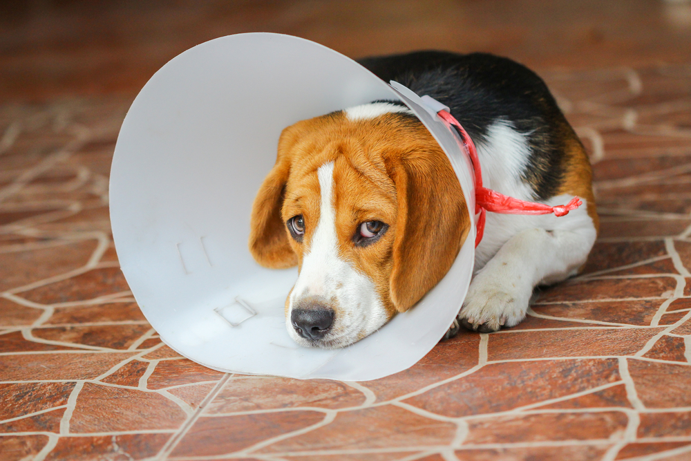 When Do Dogs Get Spayed?