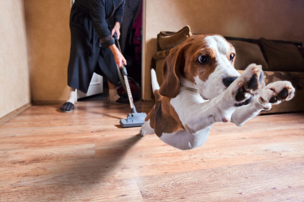 Why Are Dogs Scared of Vacuums and What To Do About It