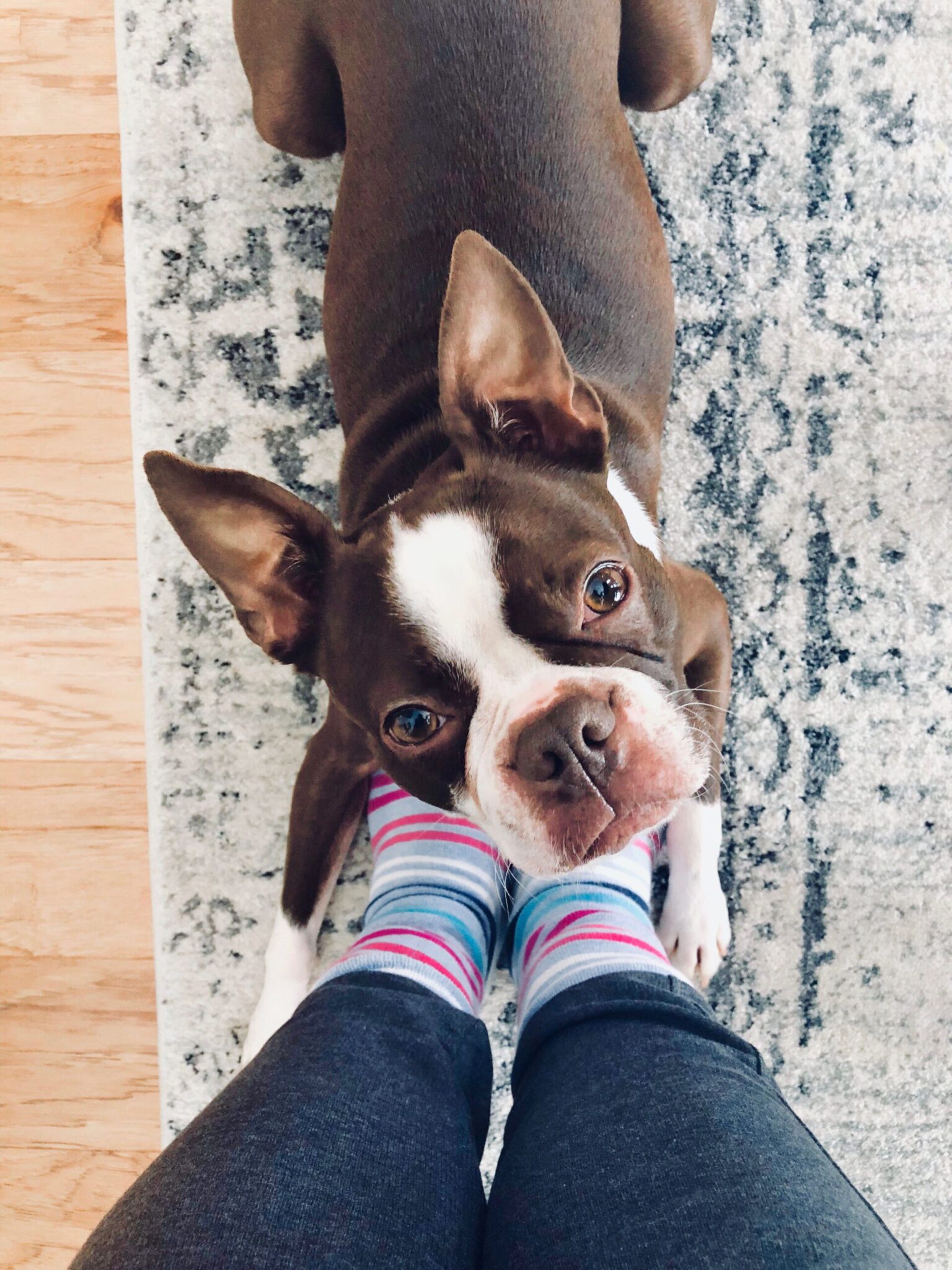 why-do-dogs-sit-on-your-feet-petsyclopedia-news