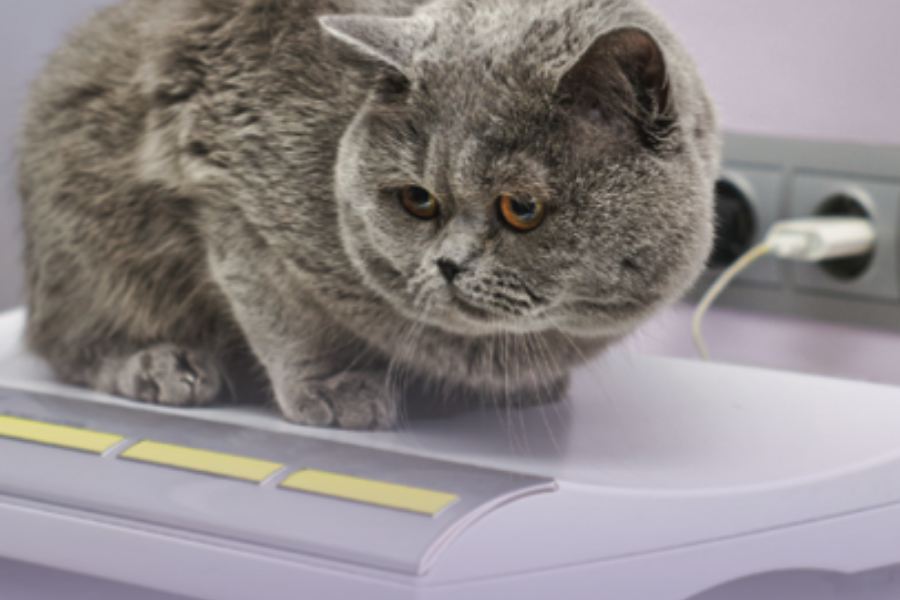 Why you should weigh your cat every month