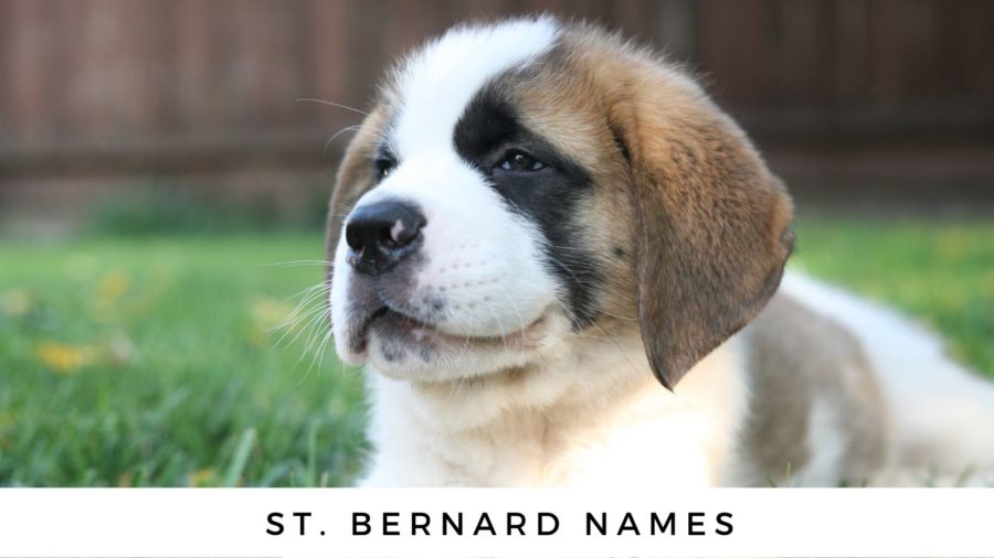 140+ St. Bernard Names for Your Big Fur Baby