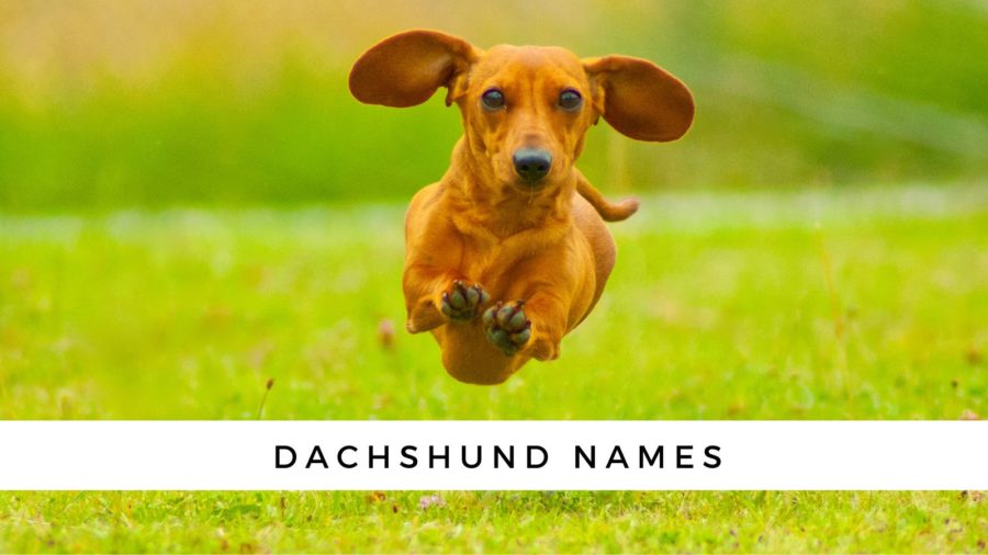 200+ Dachshund Names For Your Sausage Dog!