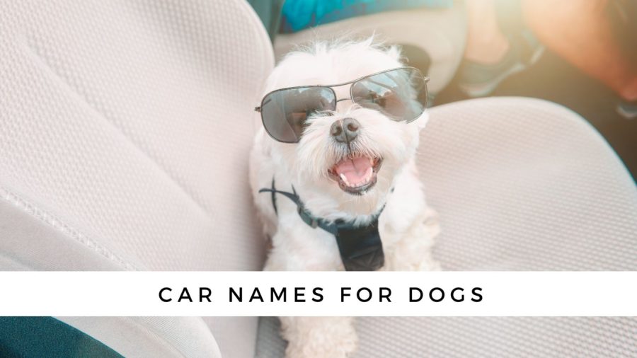 280+ Car Names for Dogs