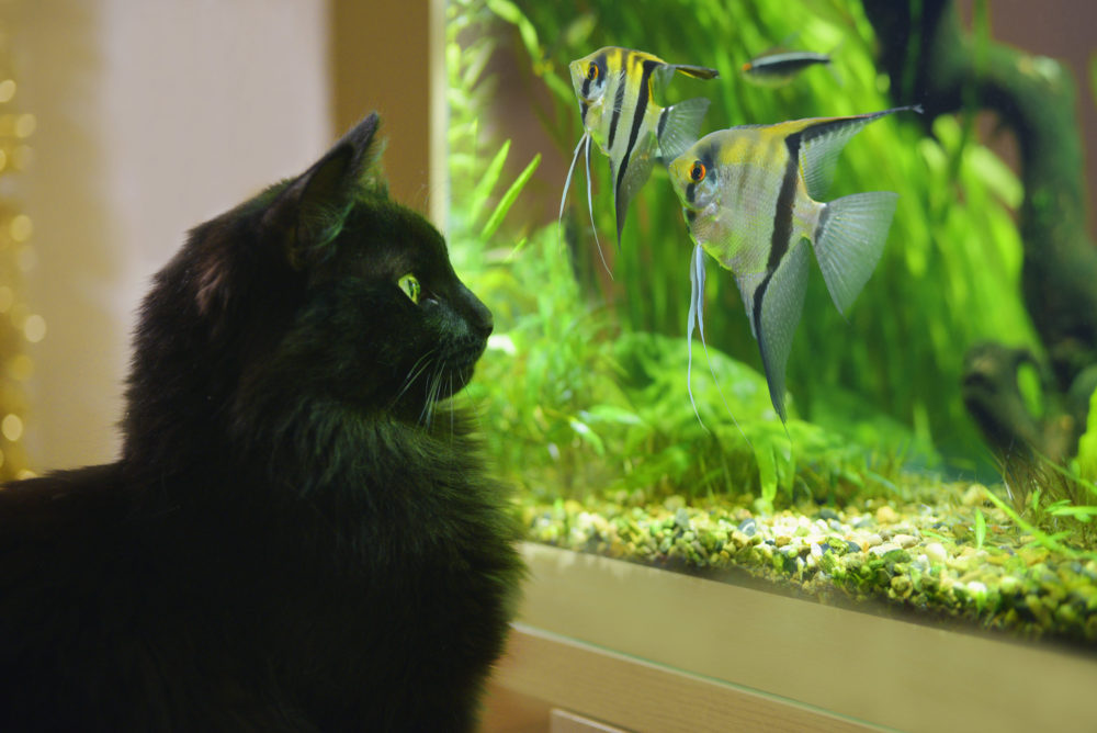 5 Steps to Making Your Fish Tank Dog and Cat Proof
