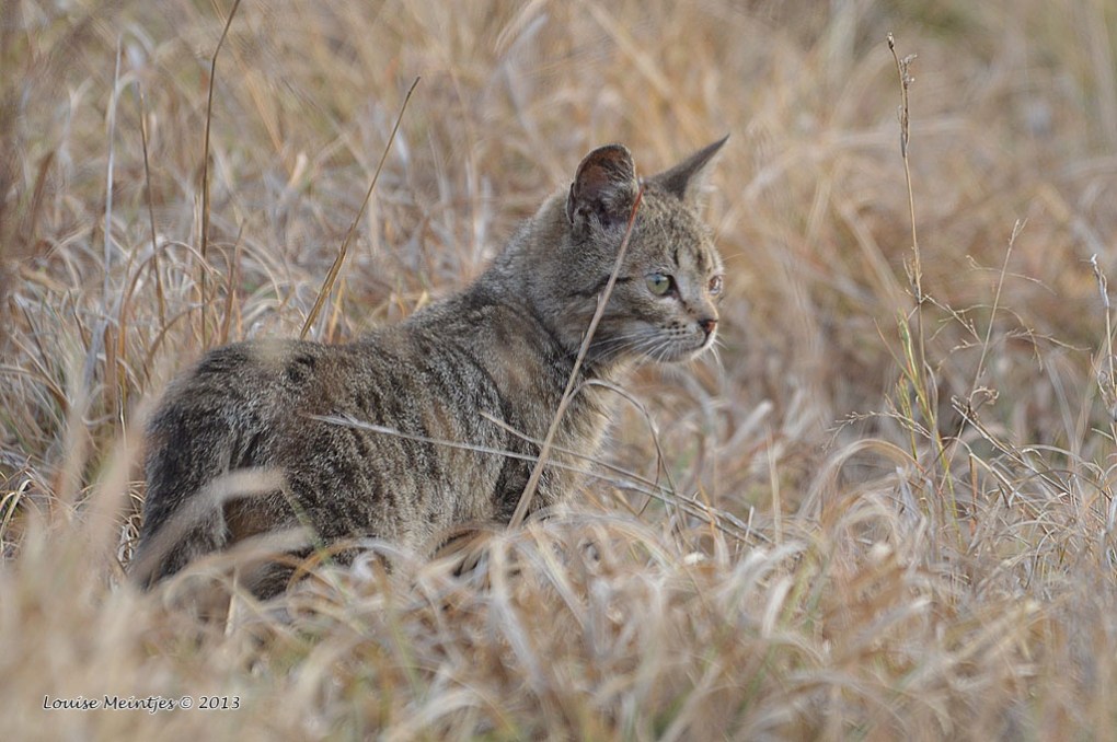 Alley Cat Rescue’s African Wildcat Conservation Action Plan: Saving A Species Through TNR