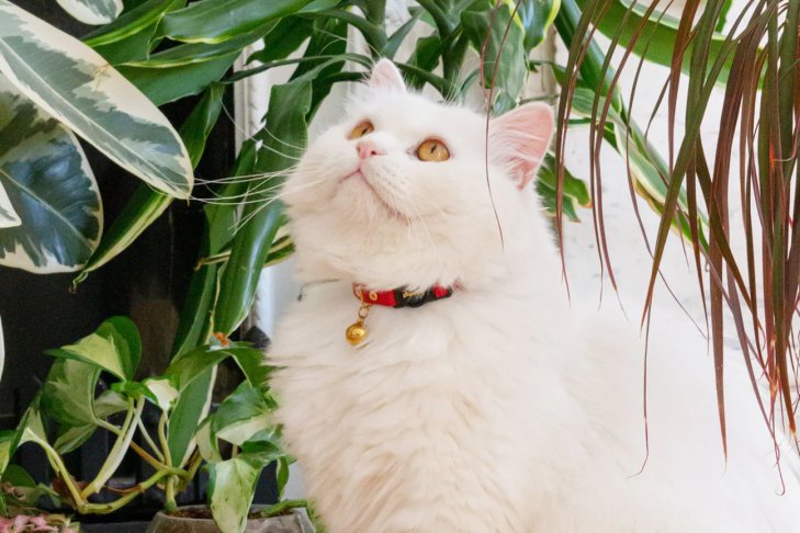 Cat Collars 101: How To Train Your Pet To Wear One