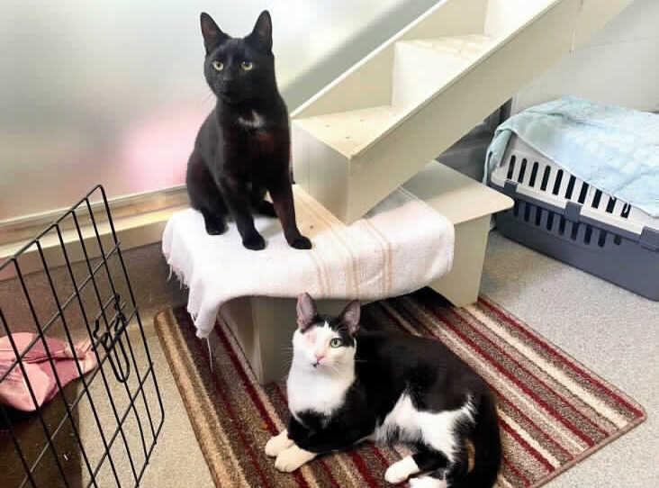Cats ‘Feline’ the Love at RSPCA Centre are now Looking for a Purrfect Home Together