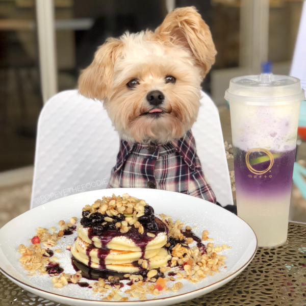 Dining and Travel Tips from Dog Influencer Popeye the Foodie Dog